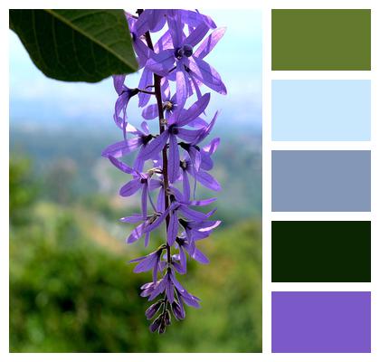 Purple Purple Flower Flower Image